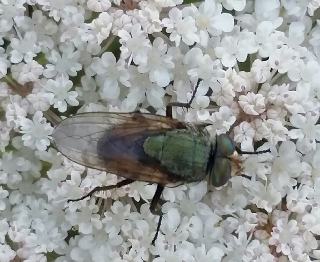 Calliphoridae: Rhyncomya sp., maschio